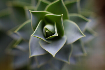 close-up Succulent flower in a pot in a greenhouse