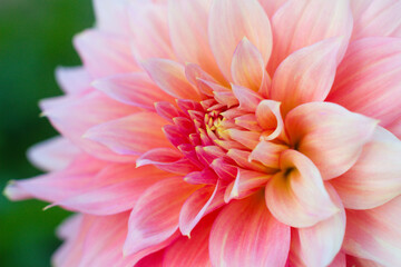 Obraz premium close up of a beautiful Dahlias flower in the garden