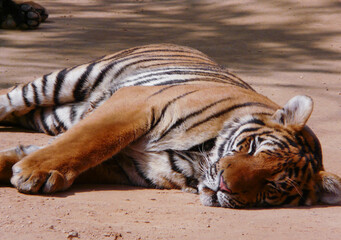a beautiful big tiger is resting and walking around the zoo