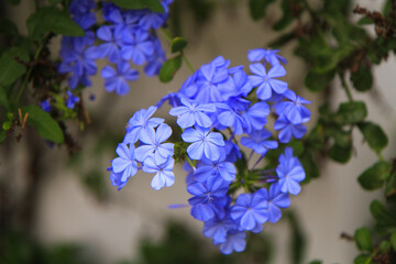 Fototapeta premium close-up of a beautiful flower.Plumbago auriculata in the garden