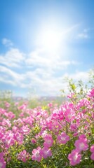 Fototapeta premium A scenic field of pink flowers under a bright blue sky with the sun shining, creating a fresh and serene spring landscape.