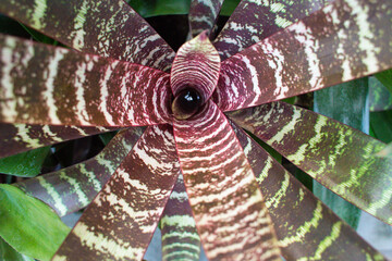 close-up of the striped leaves of the Vriesea flower