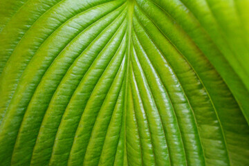 close-up of the texture of a large leaf of a Hosta plant