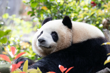 Obraz premium Close up Female Panda, Mei Lan aka Rou Rou, China
