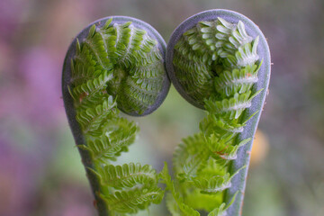  close-up  green leaves of Unfurl the Fern in the forest