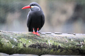 A close up of an Inca Tern at Martin Mere Nature Reserve