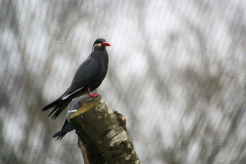A close up of an Inca Tern at Martin Mere Nature Reserve