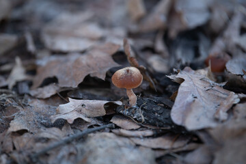 A solitary brown mushroom is emerging from the soil, surrounded by a carpet of fallen, dry leaves in a serene forest setting during autumn. The scene captures nature's quiet beauty