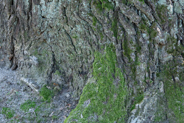 A close-up captures the rugged texture of tree bark, interspersed with vibrant green moss. Sunlight filters through the leaves, highlighting the richness of the forest floor's organic beauty