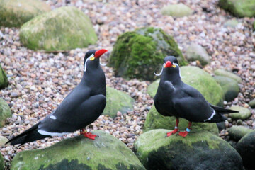 A close up of an Inca Tern at Martin Mere Nature Reserve
