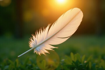 Naklejka premium A single feather softly aglow in morning sunlight, soft light, gentle warmth