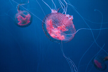 many beautiful pink jellyfish swim in aquarium in blue water