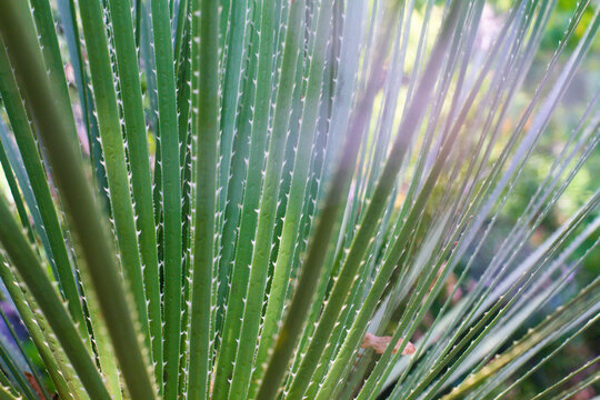 close-up of the texture of the spiny leaf of Dasylirion acrotrichum
