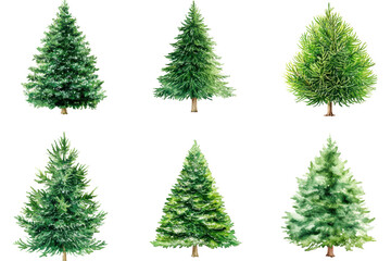 Fototapeta premium A set of watercolor evergreen trees in various shades of green, isolated on a white background. Concept: nature, winter, holiday season