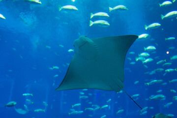 Stingray fish swims in a large blue aquarium