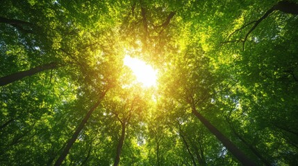 Fototapeta premium Majestic Forest Canopy: Sunlight Piercing Through Lush Greenery