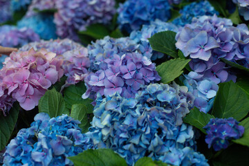 close-up of beautiful blue and pink flowers of Large-leaved hydrangea