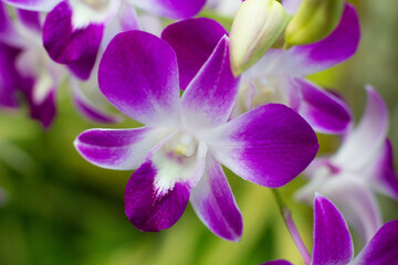 close-up of beautiful Dendrobium two-humped flowers in the garden