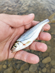 fisherman caught river fish holding in his hand