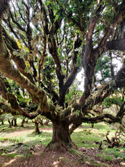 Obraz premium beautiful big old trees in a laurel forest Fanal in Madeira