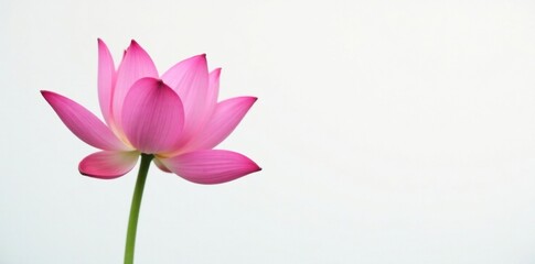 Fototapeta premium Delicate pink lotus blooms on a serene white background, its petals gently unfolding, simplicity, white background