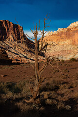 Tree remains in Capitol Reef National Park, Utah.