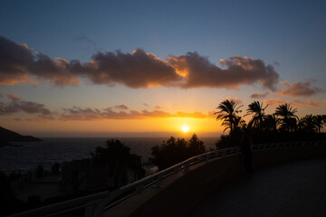 Fototapeta premium large tropical palm trees grow on the coast at sunset