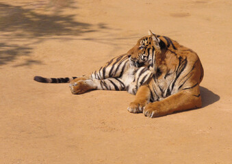a beautiful big tiger is resting and walking around the zoo