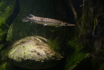 predatory fish Lepisosteus oculatus in a large aquarium
