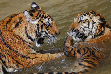 a beautiful big tiger is playing in a pool of water in a zoo