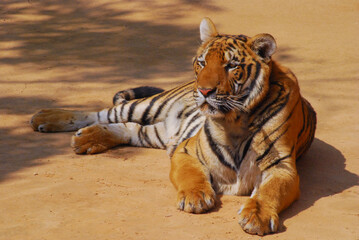a beautiful big tiger is resting and walking around the zoo