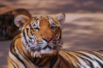 a beautiful big tiger is resting and walking around the zoo