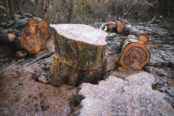 many cut trees in the forest for firewood