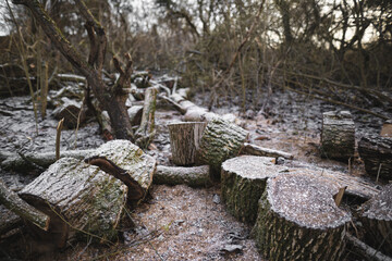 many cut trees in the forest for firewood
