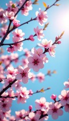 Obraz premium Cherry blossom branches stretching towards sunlight, light, blue sky, spring
