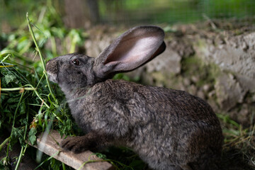 a beautiful grey domestic rabbit is grazing and walking in the enclosure outdoors