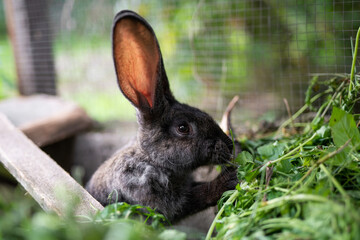 a beautiful grey domestic rabbit is grazing and walking in the enclosure outdoors