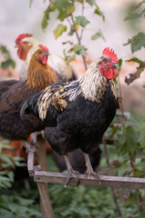 beautiful chickens and roosters outdoors in the yard.