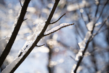 beautiful snow-covered trees in a winter sunny park