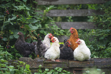 beautiful chickens and roosters outdoors in the yard