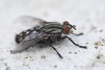 Housefly, close up macro shot of a fly
