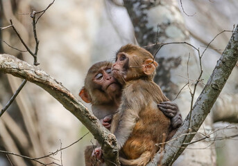 Rhesus Macaques Monkey Monkeys Loving Moment 