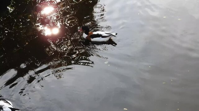 Two male ducks swimming gracefully in a pond, gliding over gentle waves illuminated by the sun's reflections, creating a serene and picturesque scene