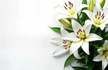 Elegant white lilies arrangement on white background. Serene, pure floral display perfect for memorial remembrance designs. Floral tribute for mourning sympathy cards. Peaceful, elegant arrangement