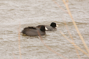 American Coot