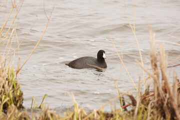 American Coot