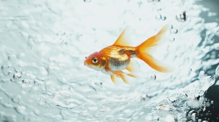 Golden Fish Swimming Gracefully in Water