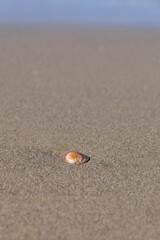 Sea shell on the sand at the beach, closeup of photo