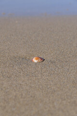 Sea shell on the sand at the beach, closeup of photo