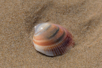 Sea shell on the sand at the beach, closeup of photo